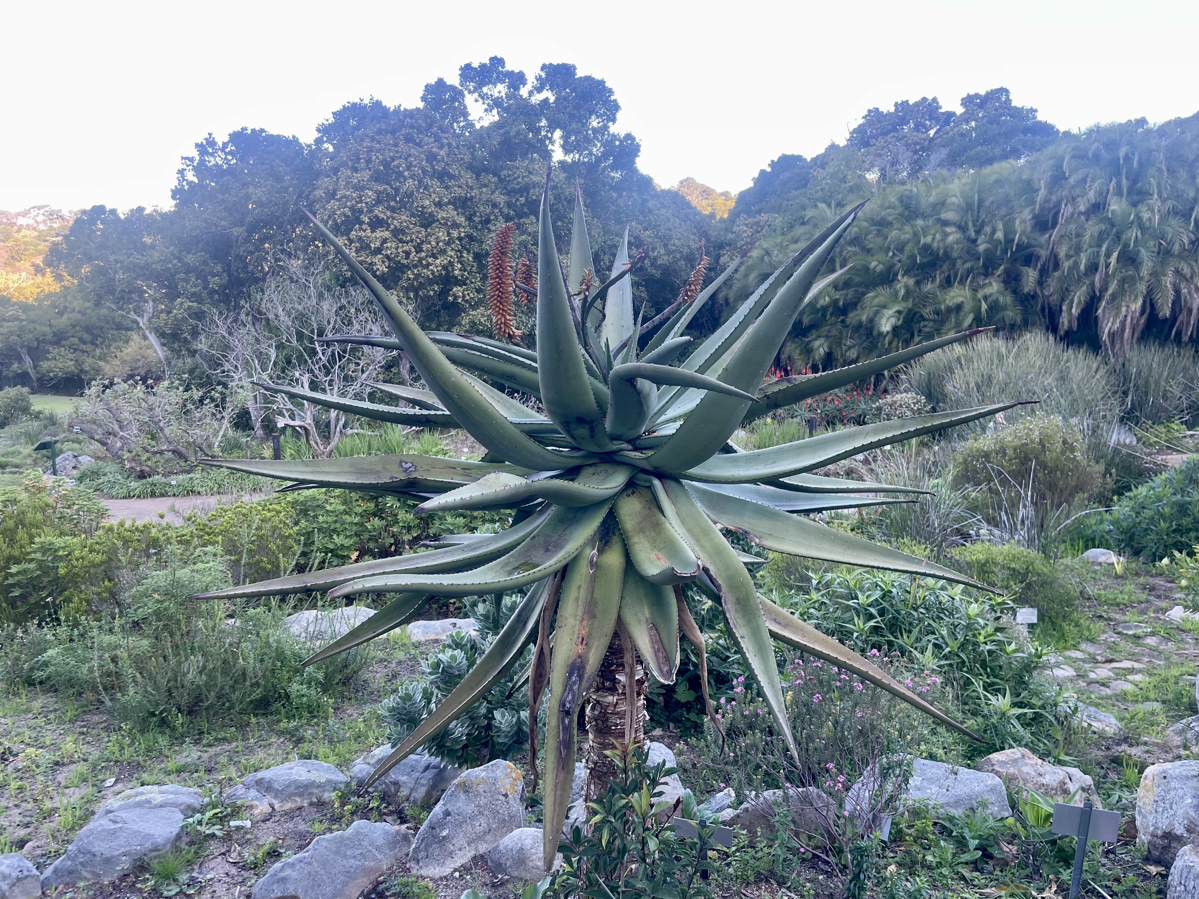 AA-20251031-39573942-39573938-AFRIKANIN_GUNEYBATI_UCUNDA_BIR_DUNYA_MIRASI_CAPE_FLORA_KRALLIGI