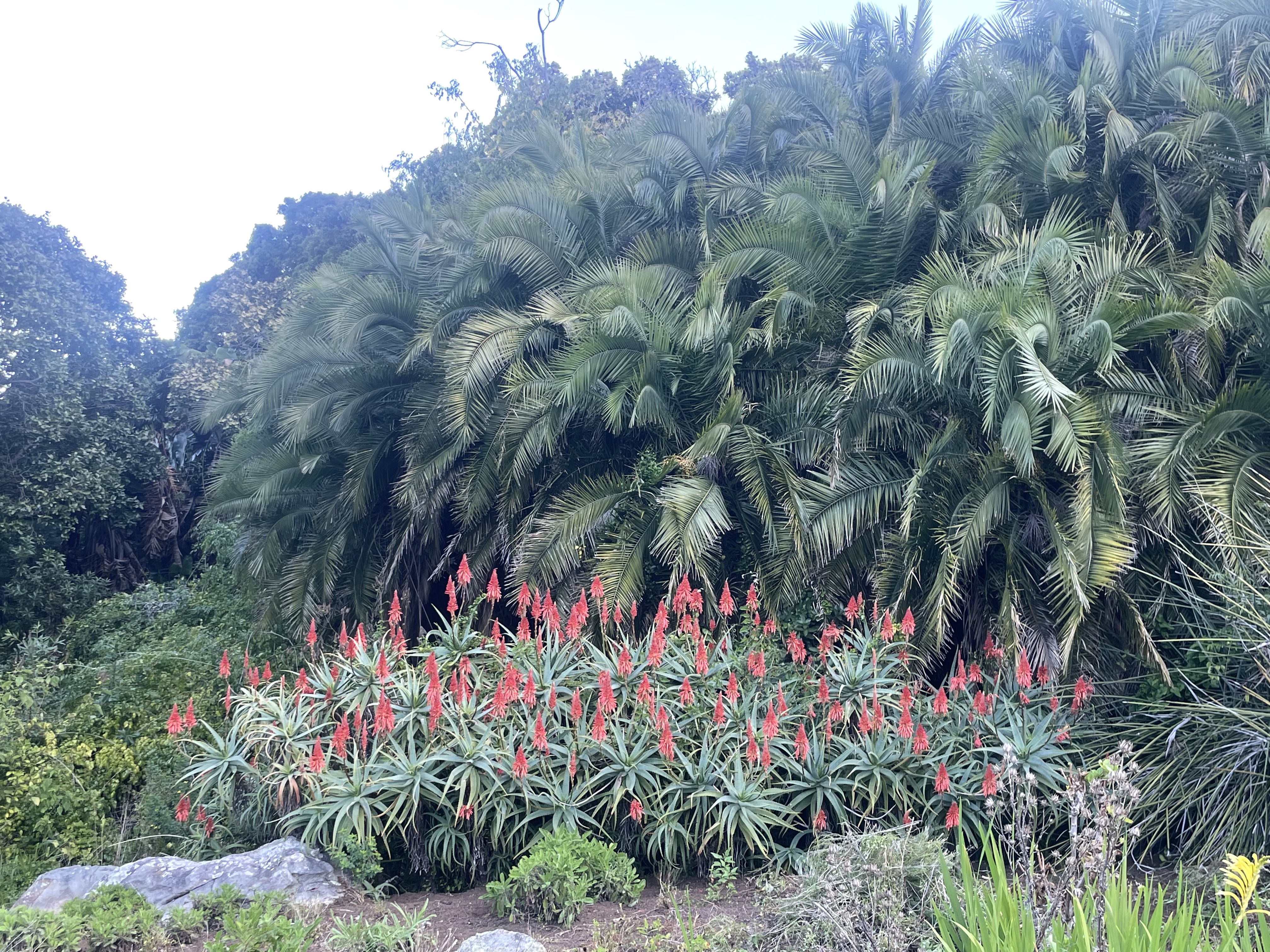 AA-20251031-39573942-39573939-AFRIKANIN_GUNEYBATI_UCUNDA_BIR_DUNYA_MIRASI_CAPE_FLORA_KRALLIGI