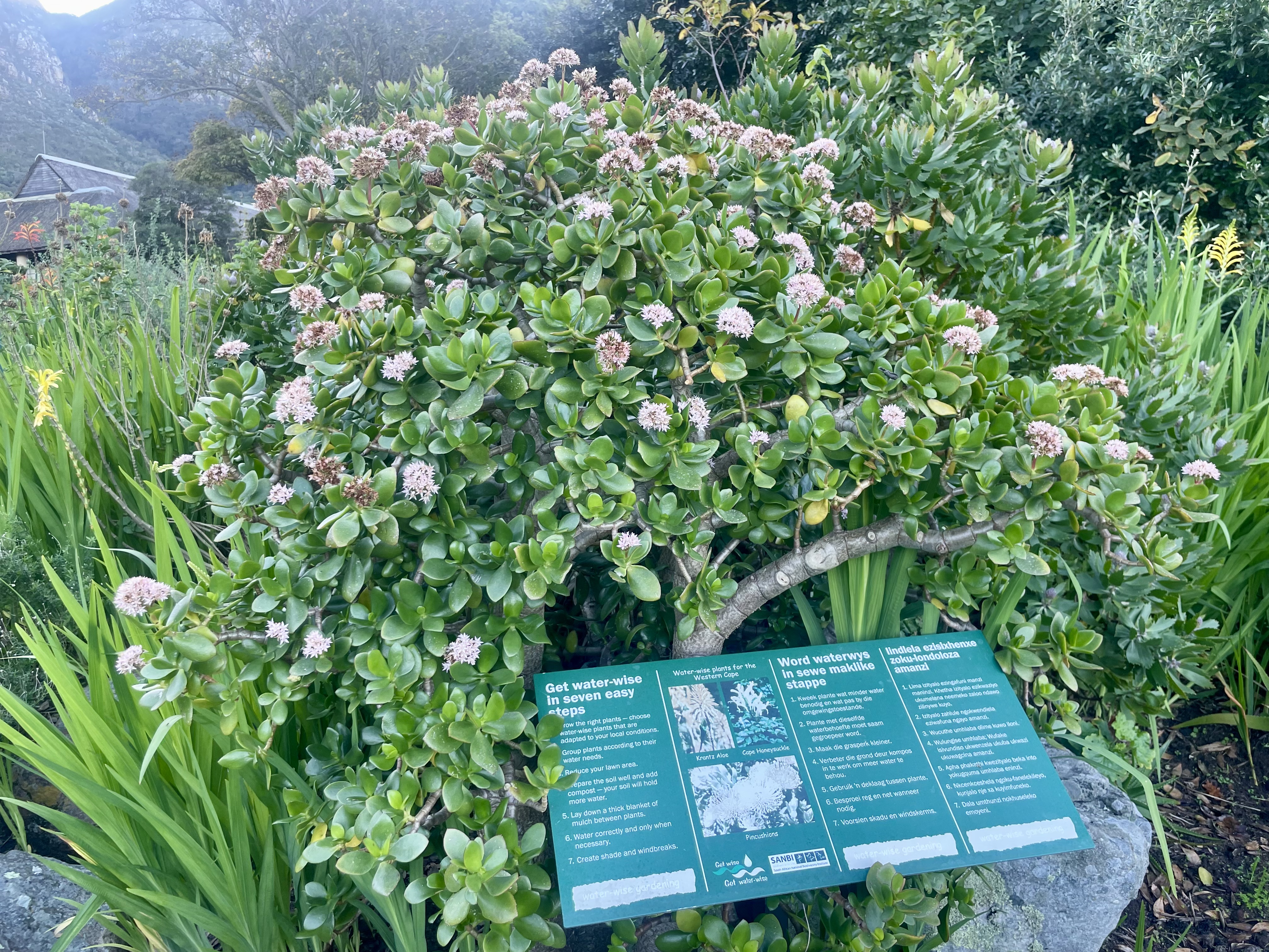 AA-20251031-39573942-39573940-AFRIKANIN_GUNEYBATI_UCUNDA_BIR_DUNYA_MIRASI_CAPE_FLORA_KRALLIGI