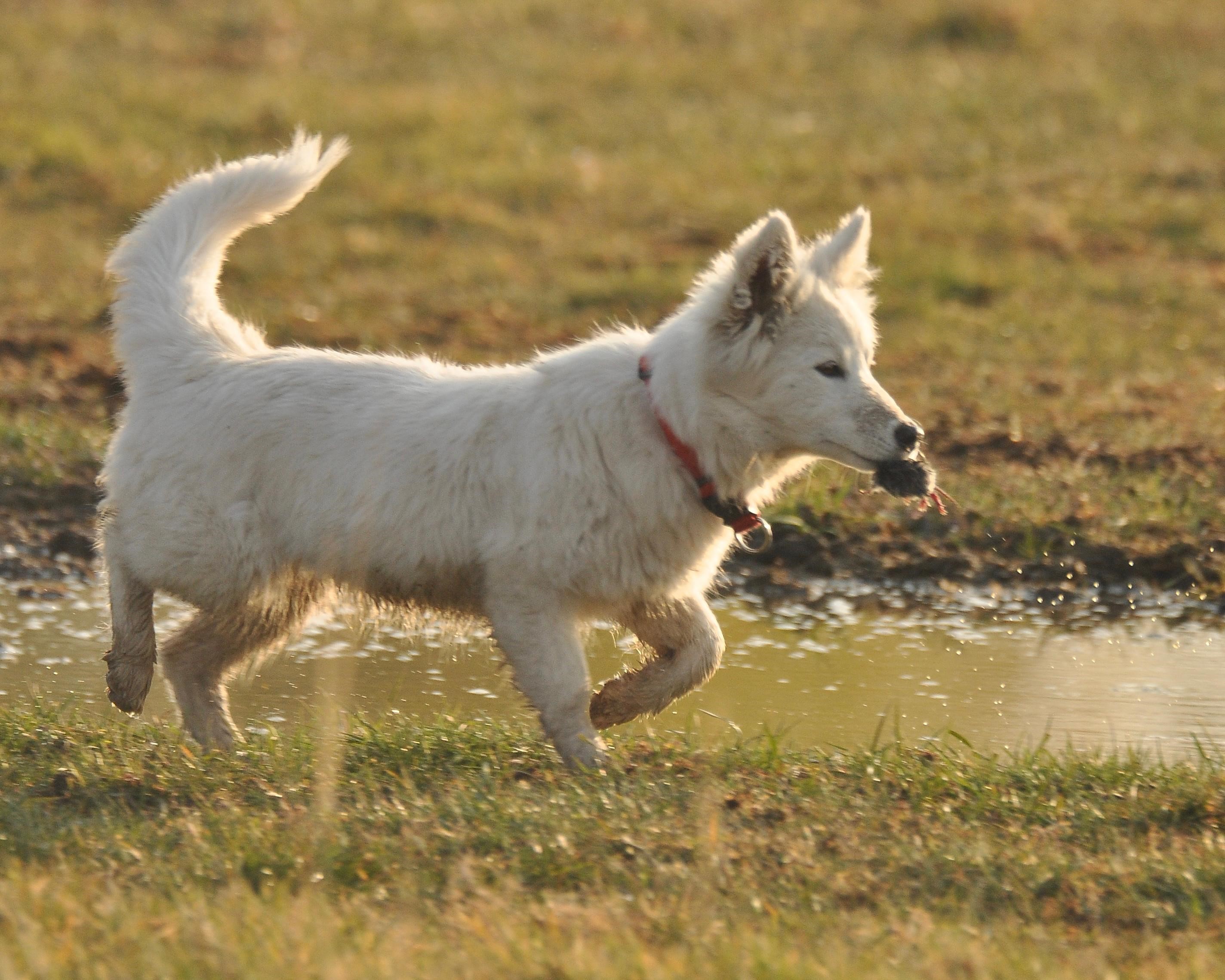 Van Kalesi Sazlıklarında Beyaz Köpek Faransız Bir Kediyi Andırdı: Fotoğrafçıya Göre Sürpriz Av