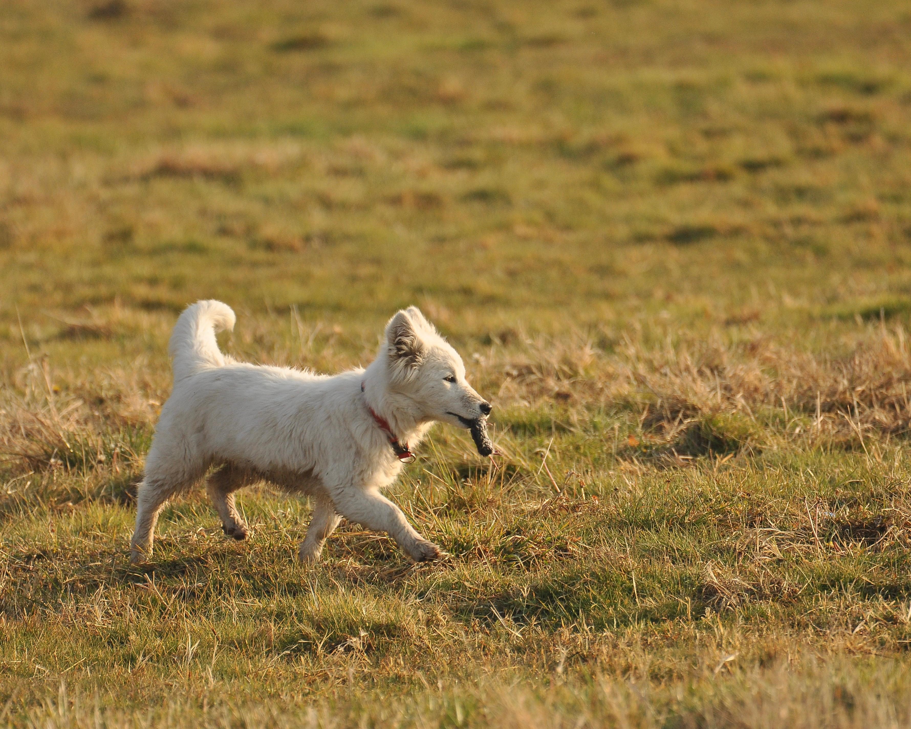 Van Kalesi Sazlıklarında Beyaz Köpek Faransız Bir Kediyi Andırdı: Fotoğrafçıya Göre Sürpriz Av