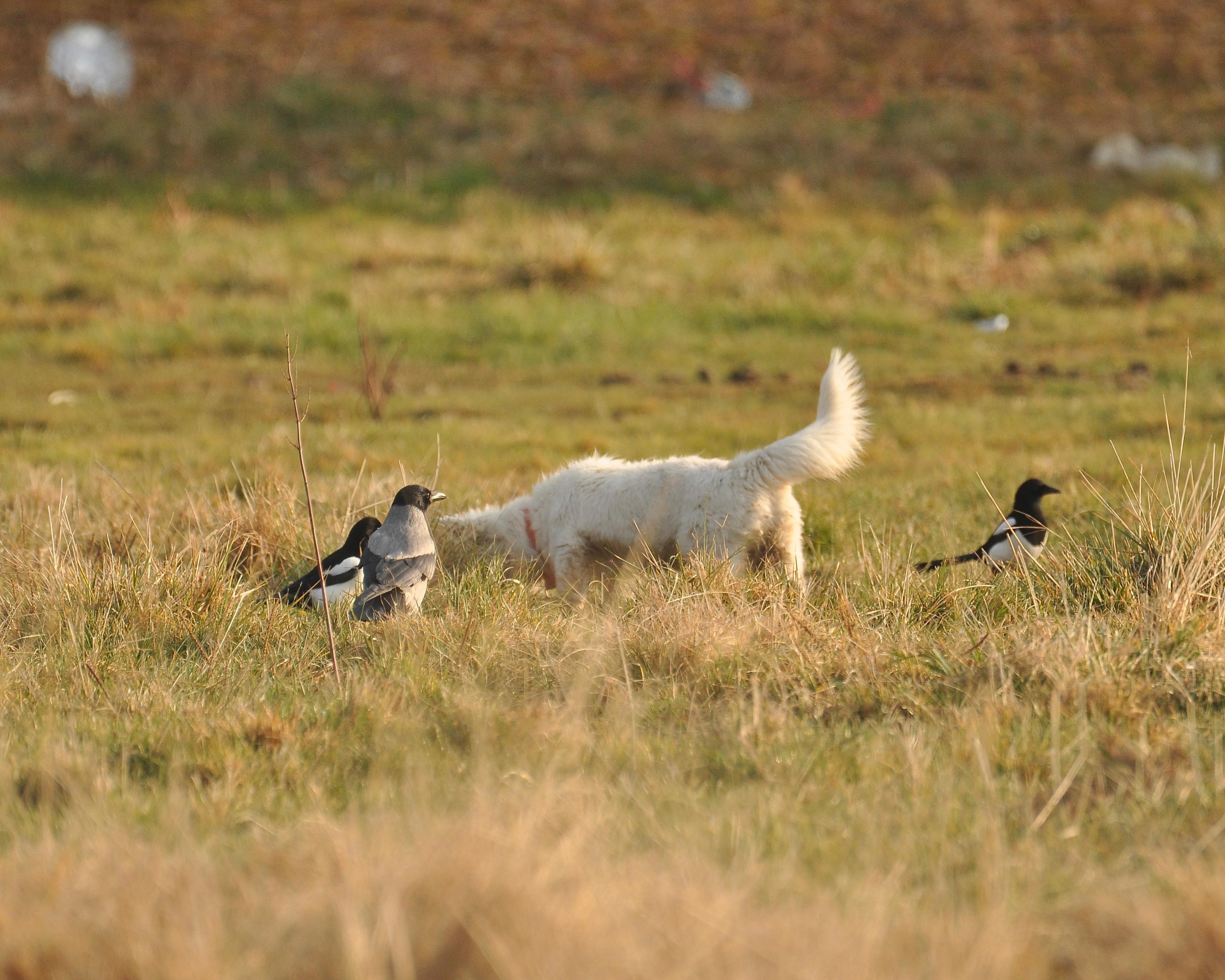 Van Kalesi Sazlıklarında Beyaz Köpek Faransız Bir Kediyi Andırdı: Fotoğrafçıya Göre Sürpriz Av