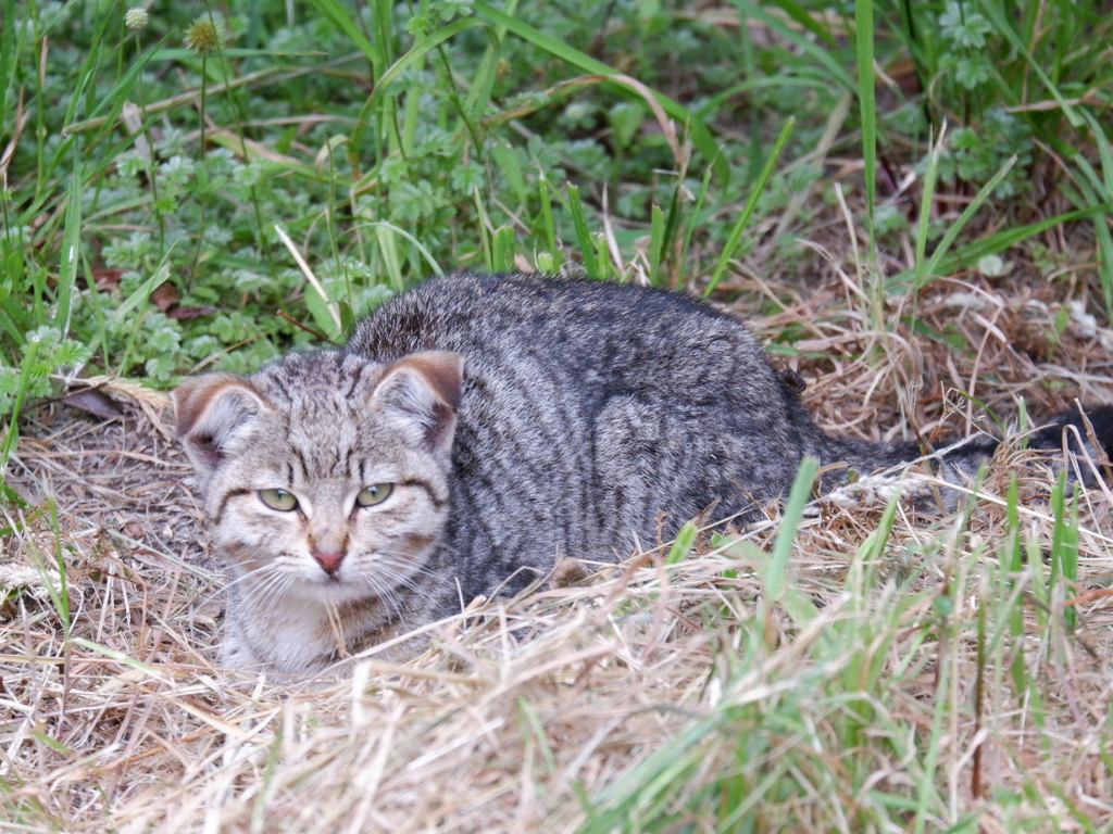 Feral-cat-on-Rakiura-far-away-from-any-human-settlement.-Image-credit_-Ben-Ackerly