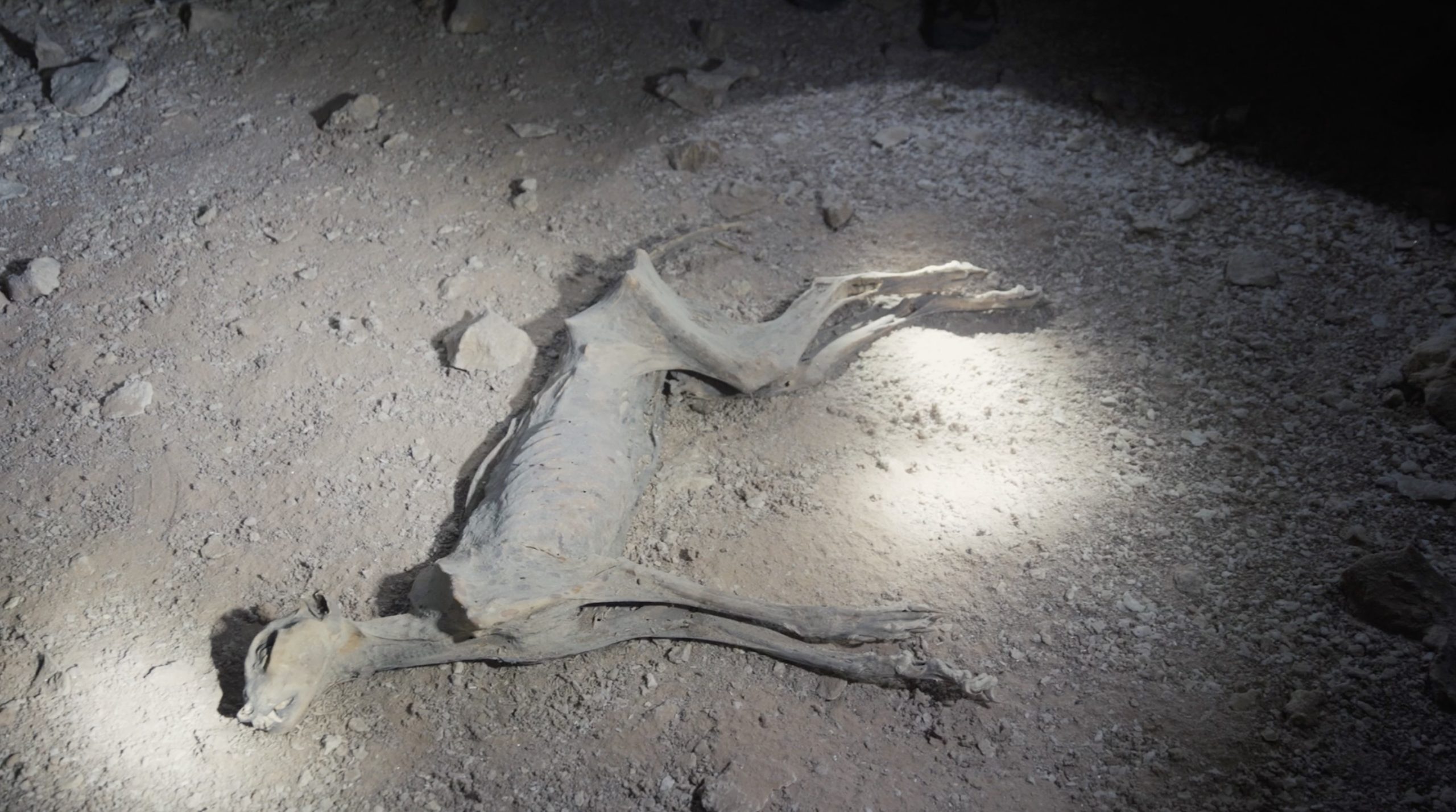 Mummified-cheetahs-scaled