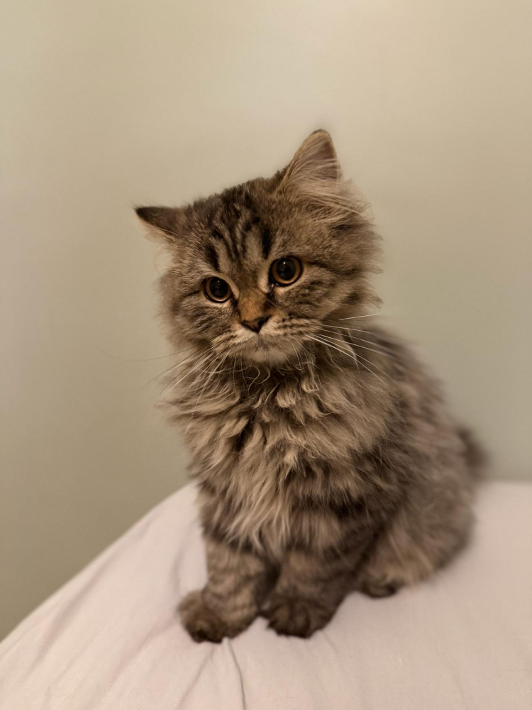 WhatsApp Image 2025-11-28 at 06_55_13