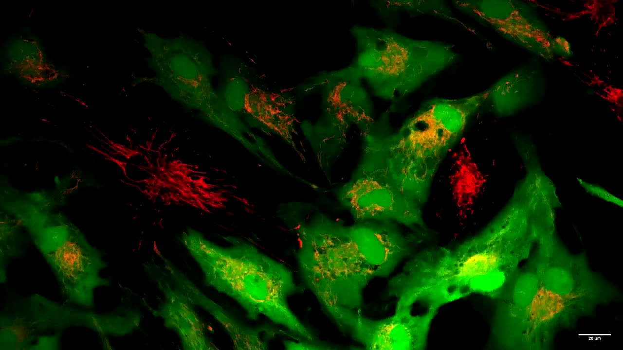 Yaşlanan Hücreleri Yeniden Canlandıran Nanoflower Teknolojisi ve Mitokondri Paylaşımı