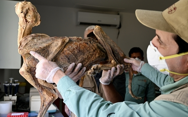 mummified_cheetah1_642-1