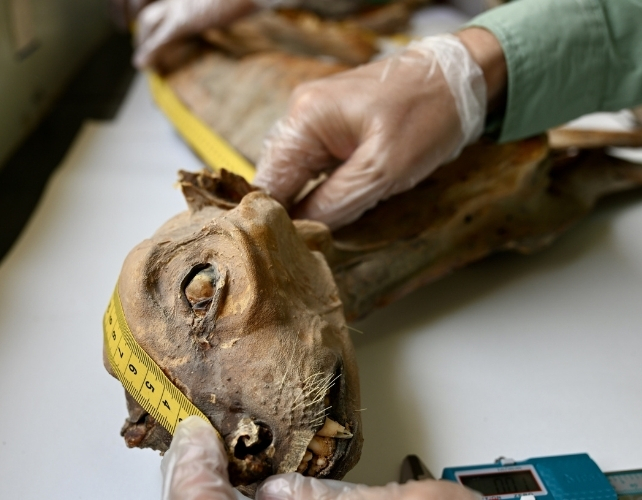 mummified_cheetah2_642