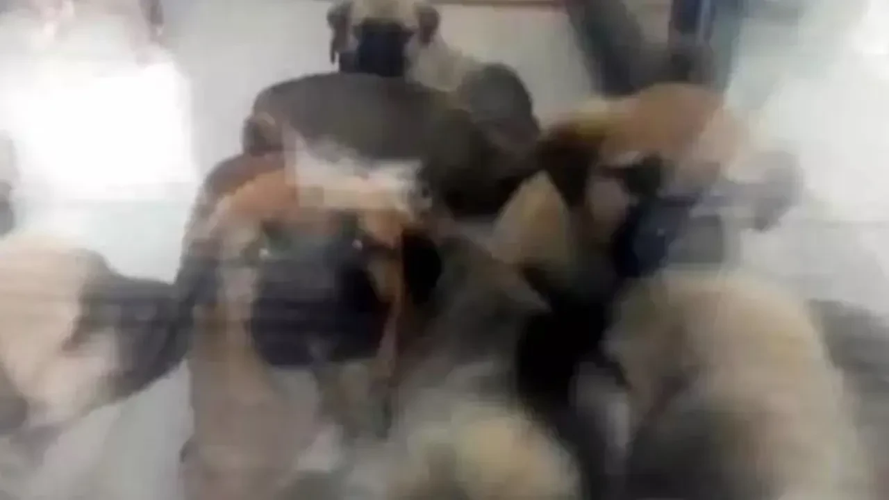 sapik-doktorun-kopeklere-yaptiklari-kan-dondurdu-istismarda-bulunup-parcaliyormus-kon-3225057_202506051622_1