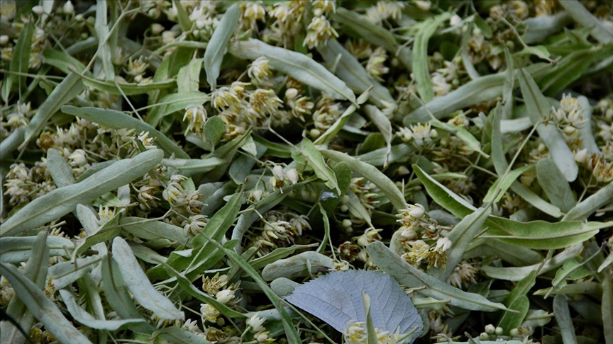 Ihlamur Çayının Faydaları ve Hazırlanışına Dair Güncel Rehber
