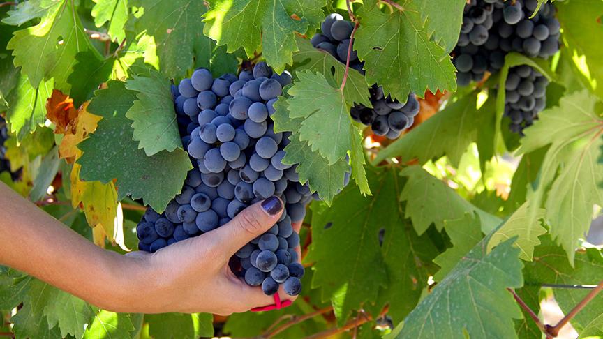 Nar ve Üzüm Suyu ile Bağışıklık Güçlendirme: Kış İçin Doğal Destek