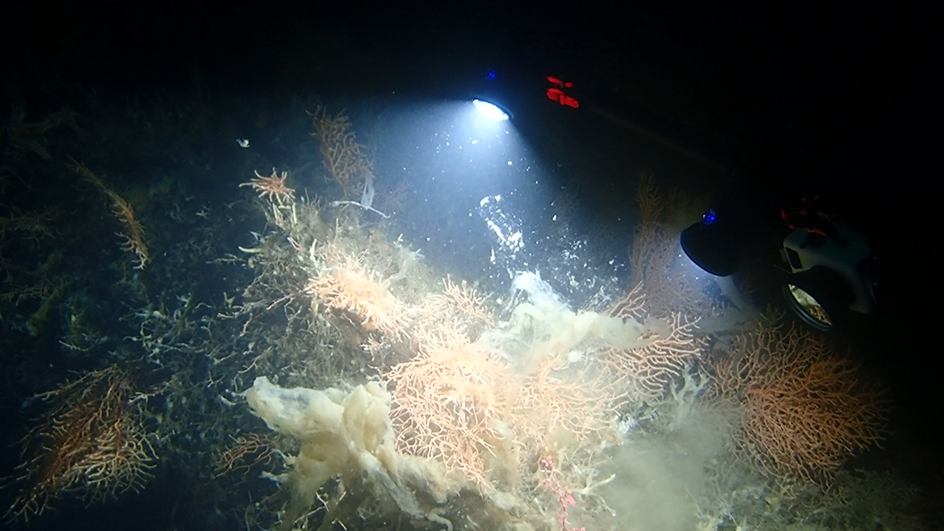 MERCANLAR 6-kirlilik