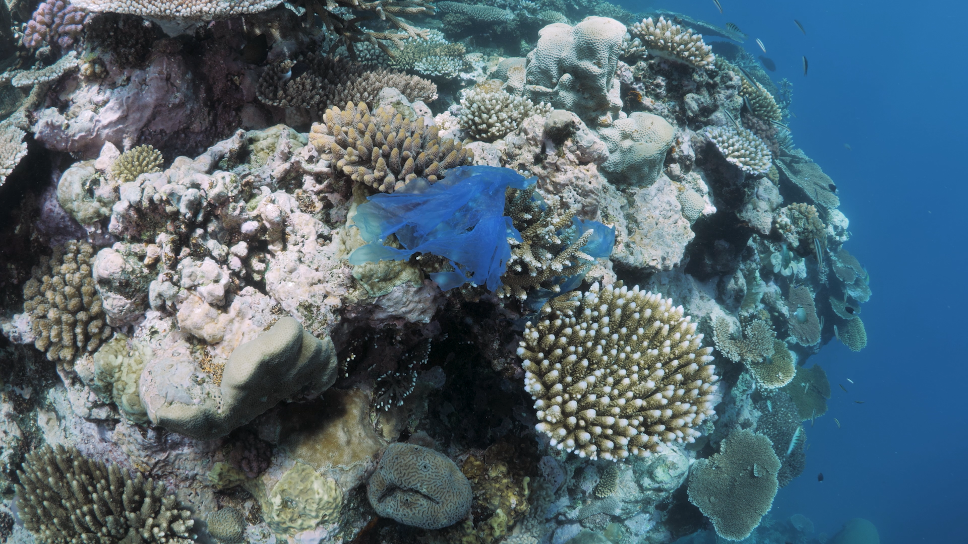 MERCANLAR 7-kirlilik