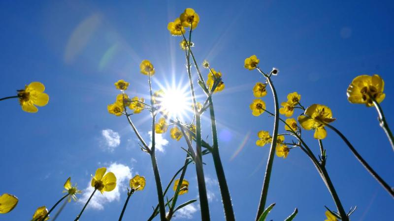 cicek-bahar-iha-gumushane-2239252_1