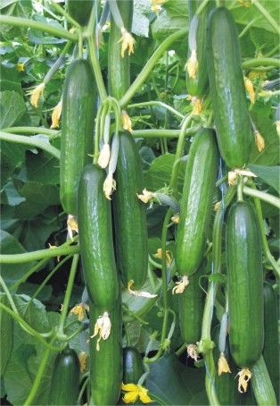 Kilo aldırmayan en sağlıklı besinler