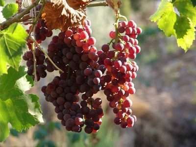 Kilo aldırmayan en sağlıklı besinler