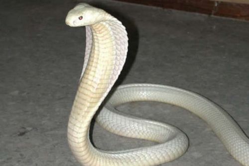 Onlar diğerlerinden farklı