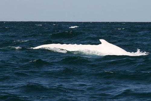 Onlar diğerlerinden farklı