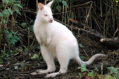 Onlar diğerlerinden farklı