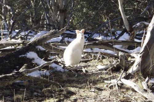 Onlar diğerlerinden farklı