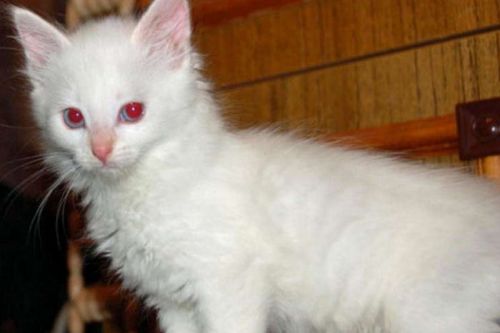 Onlar diğerlerinden farklı