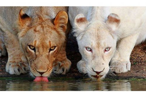 Onlar diğerlerinden farklı