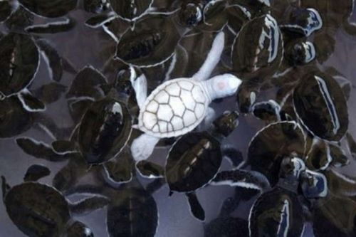 Onlar diğerlerinden farklı