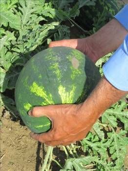 Karpuzun faydaları ve zararları