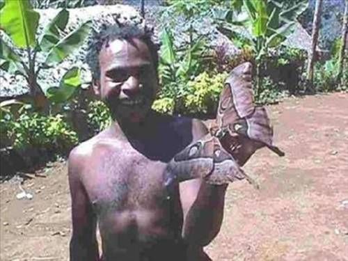 Dünyanın en büyük böcekleri