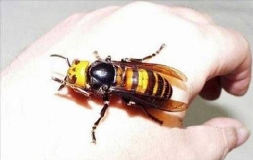 Dünyanın en büyük böcekleri