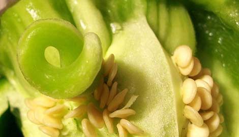 Hormonlu sebzeyi nasıl anlarsınız