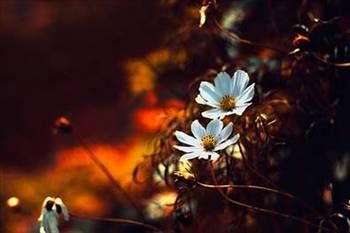 Hızır (A.S) nasıl görünür?