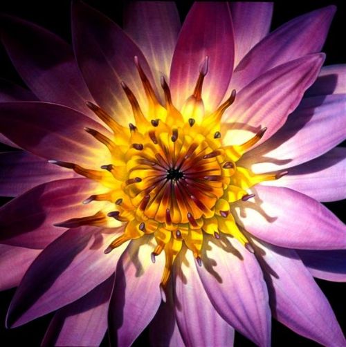 Bitkilerdeki muhteşem simetri