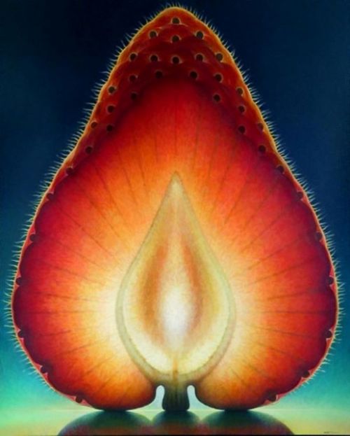 Bitkilerdeki muhteşem simetri