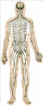 Kahvaltının önemi