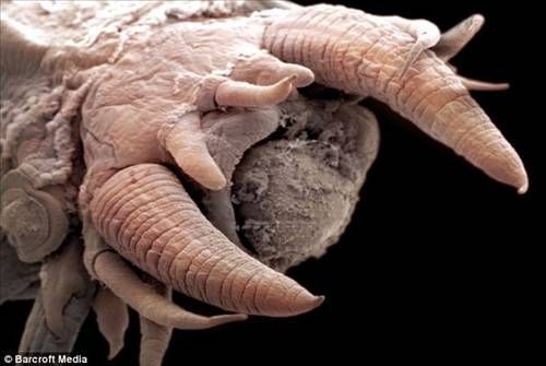 Denizden çıkan canavarlar