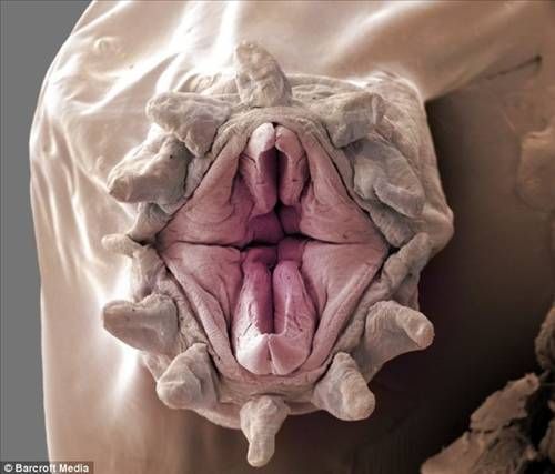 Denizden çıkan canavarlar