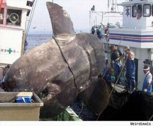 Denizden çıkan canavarlar