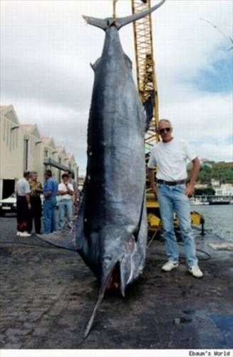 Denizden çıkan canavarlar