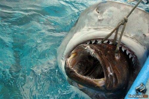 Denizden çıkan canavarlar