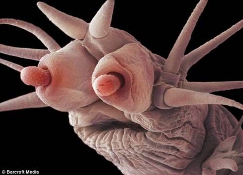 Denizden çıkan canavarlar