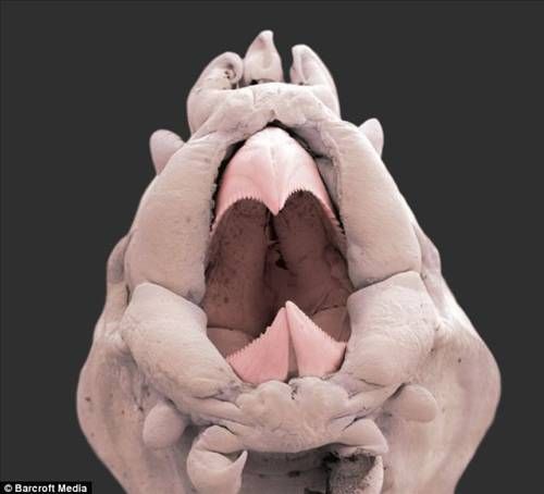 Denizden çıkan canavarlar