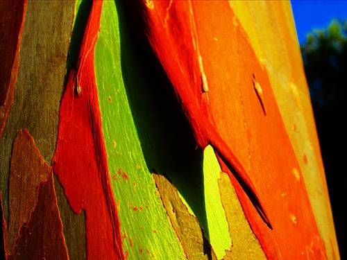 Gökkuşağı okaliptüsü