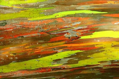 Gökkuşağı okaliptüsü