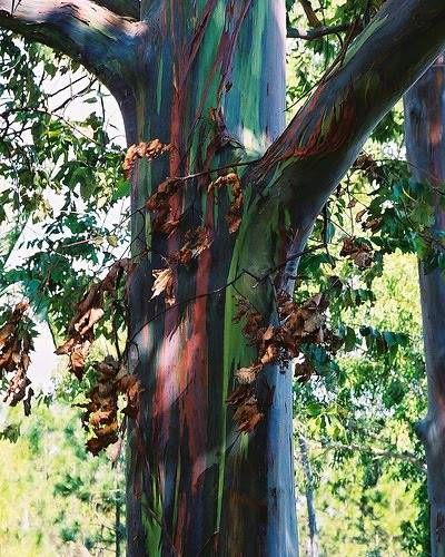 Gökkuşağı okaliptüsü