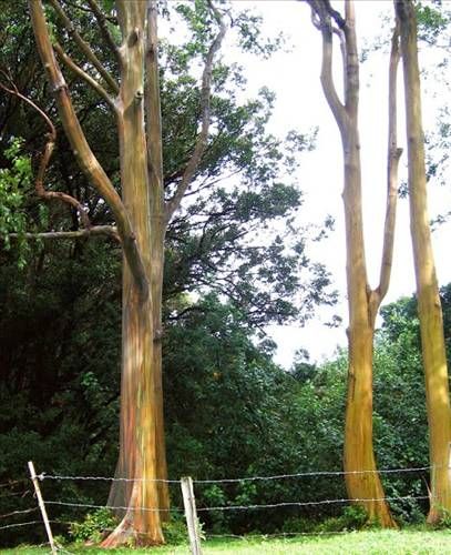 Gökkuşağı okaliptüsü