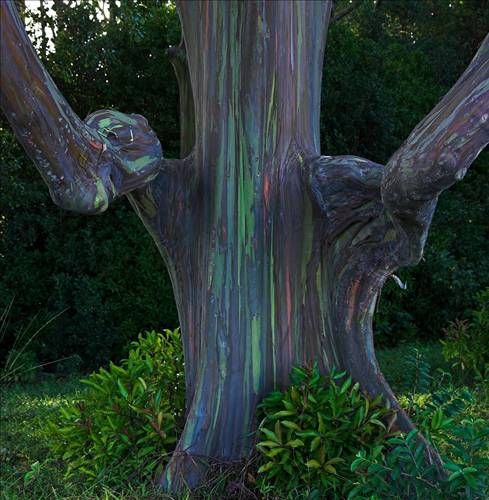 Gökkuşağı okaliptüsü