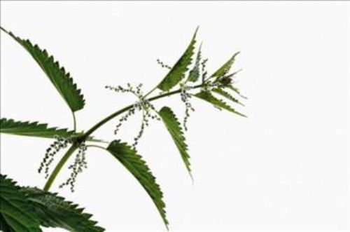 Isırgan otunun faydaları