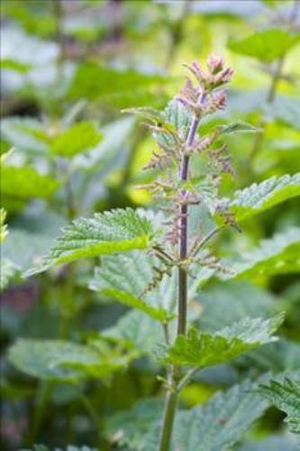 Isırgan otunun faydaları