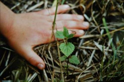 Isırgan otunun faydaları